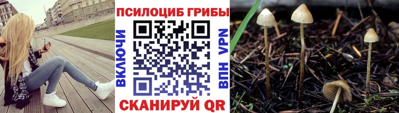 Галлюциногенные грибы мицелий  Избербаш 